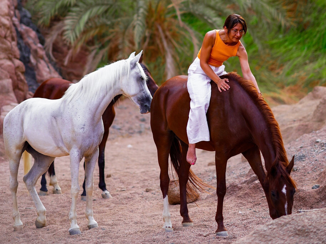 Tal3t Kheal - Horse Riding In Egypt-开罗必去景点