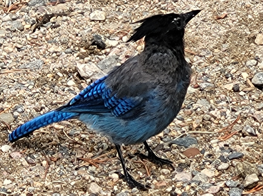 Copeland Falls-落基山国家公园必去景点