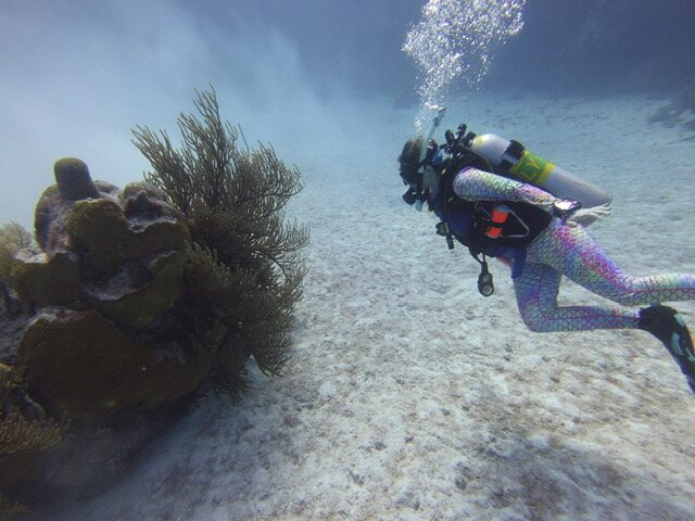 Dive Bermuda at Somerset-Sandys Parish必去景点
