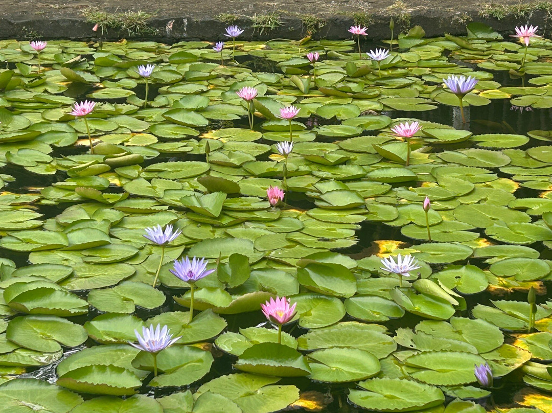 Sir Seewoosagur Ramgoolam Botanical Garden-庞波慕斯必去景点