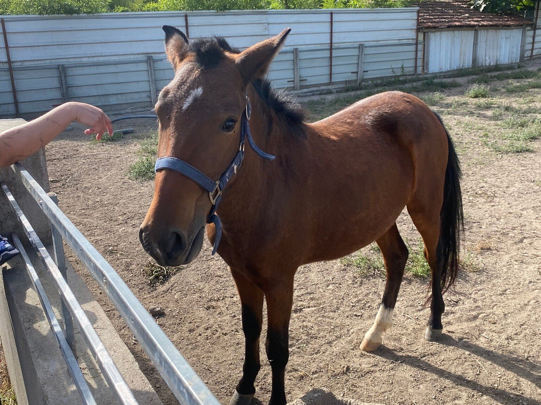 Quinta Pedagógica Quinta das Manas-吉马良斯必去景点