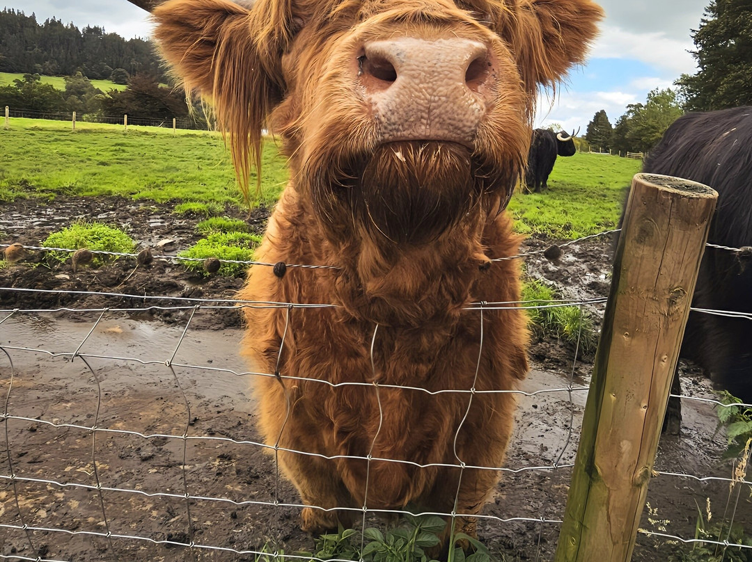 King Tours Scotland - Private Day Tours-爱丁堡必去景点