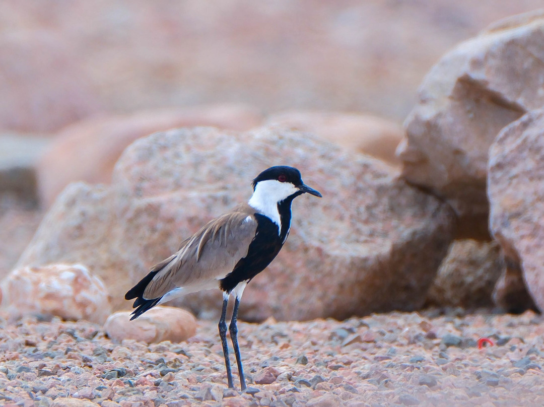 Aqaba Bird Observatory-亚喀巴必去景点