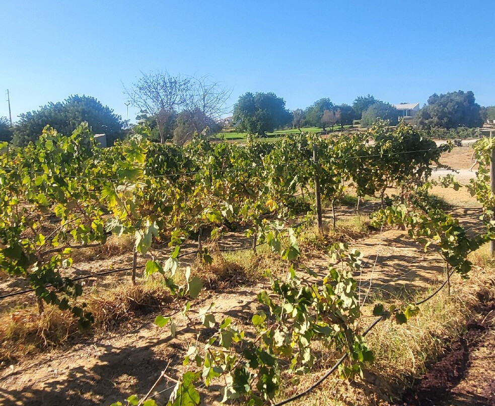 Quinta Do Canhoto-阿尔布赞拉必去景点