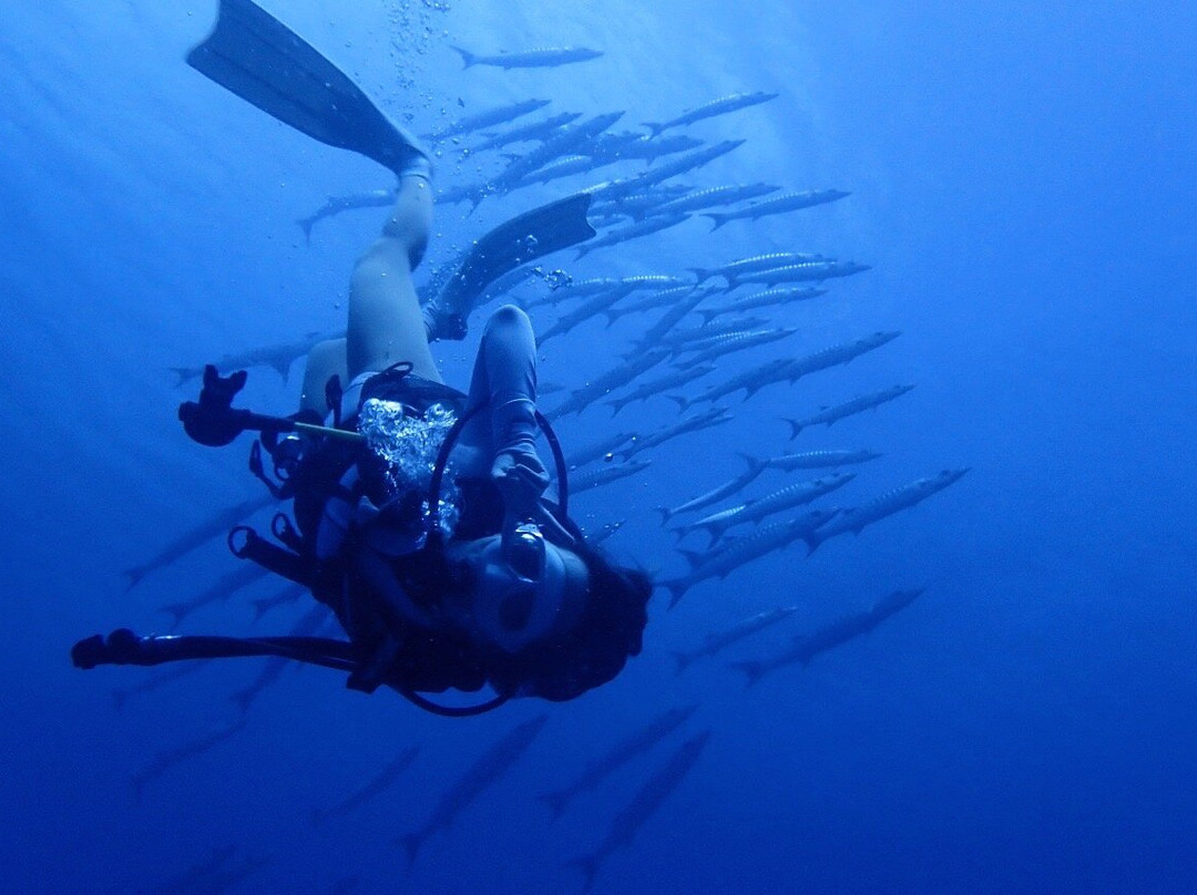 Blue Corner Dive Menjangan-西巴厘岛国家公园必去景点