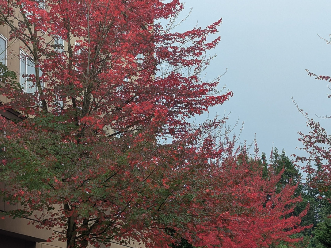 东门贝尔维尤银云酒店主图