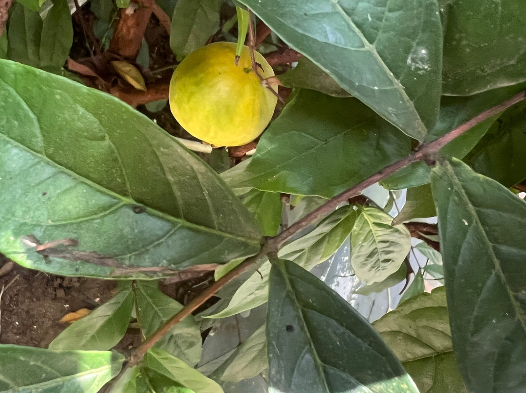 Konnakuzhy酒店住宿-Softouch Ayurveda Village & Resort