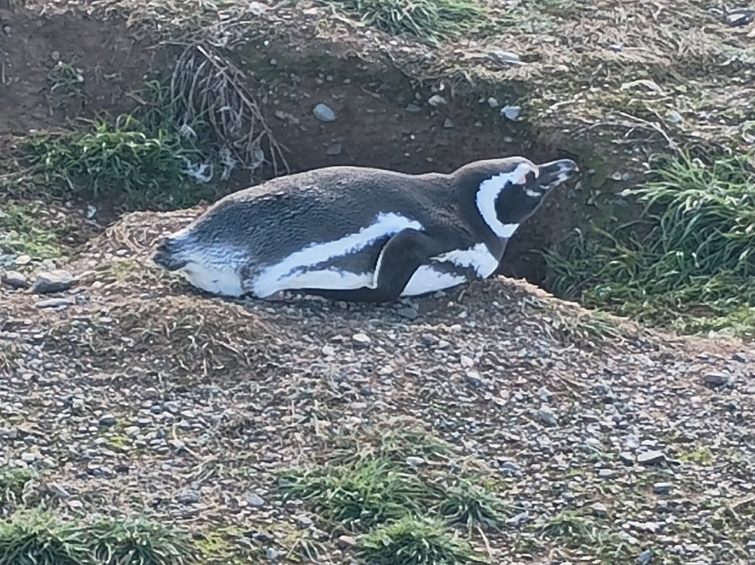 Isla Magdalena-蓬塔阿雷纳斯必去景点