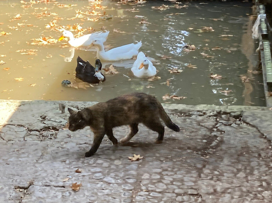 Shazdeh Garden-克尔曼必去景点