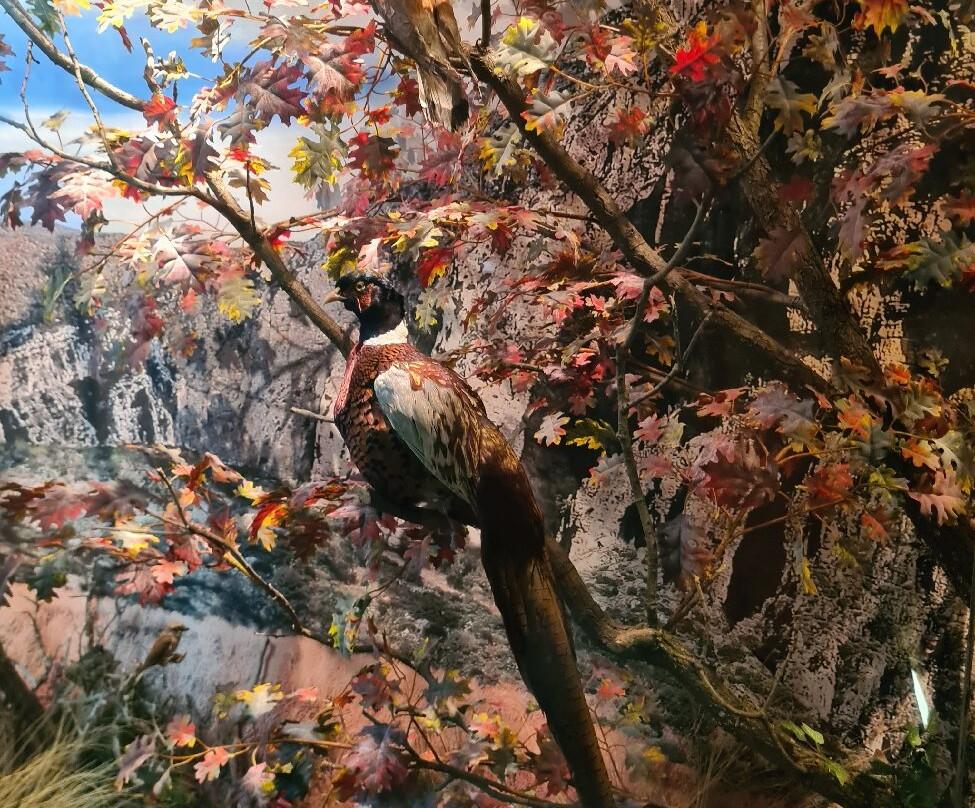 Il Nibbio-Morano Calabro必去景点