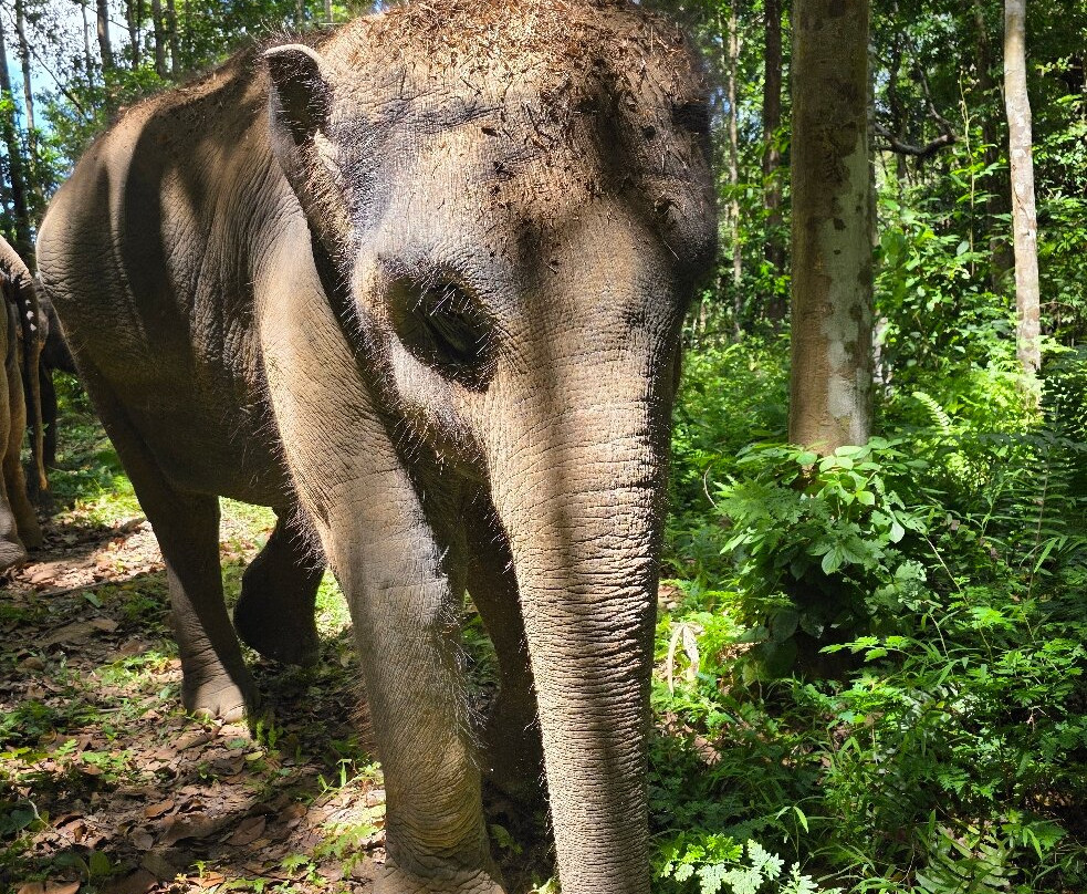 Samui Elephant Spa-苏梅岛必去景点