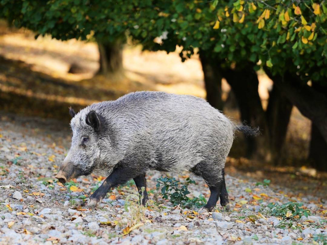 Parc Animalier De Rochehaut-Rochehaut必去景点