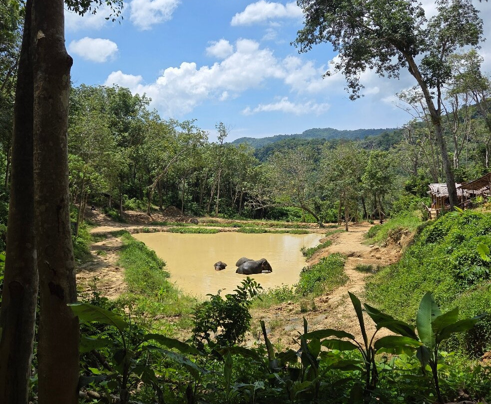 Hidden Forest Elephant Reserve-查龙必去景点