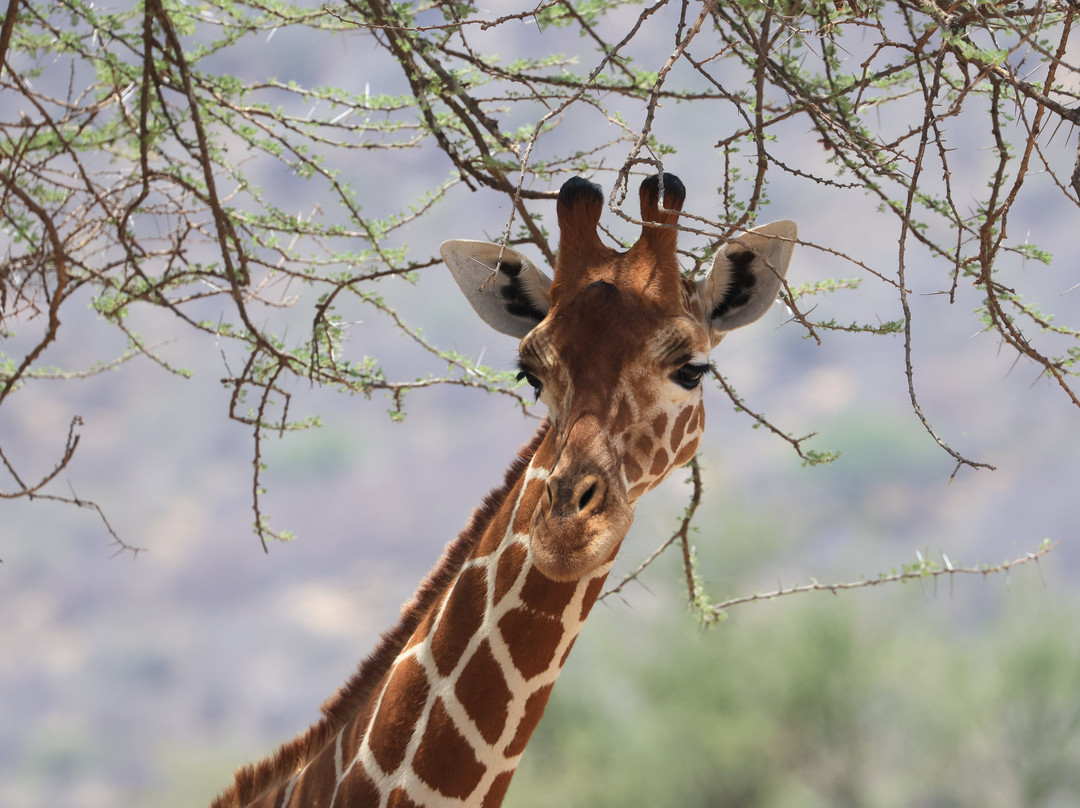 Samburu National Reserve-内罗毕必去景点