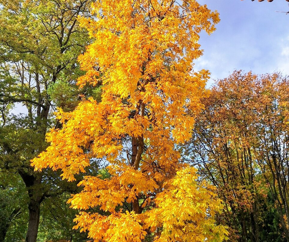 Westonbirt Arboretum-泰特伯里必去景点