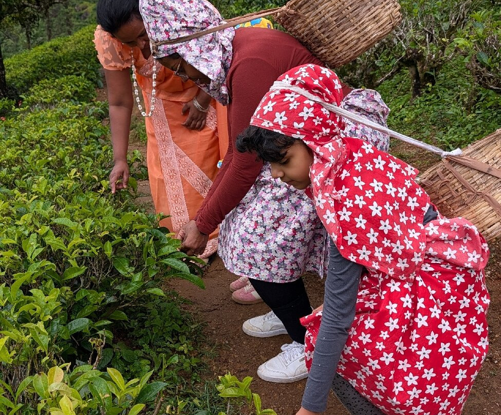 Risi Travels-加勒必去景点