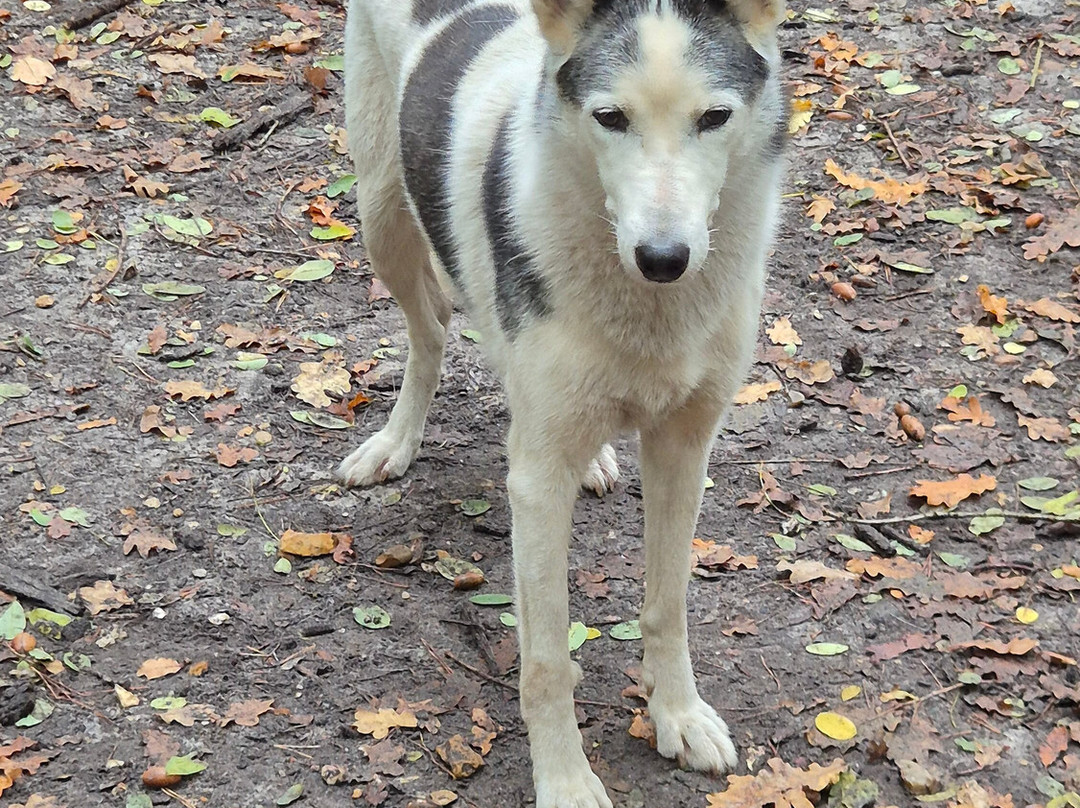 Evasion Canine-枫丹白露必去景点