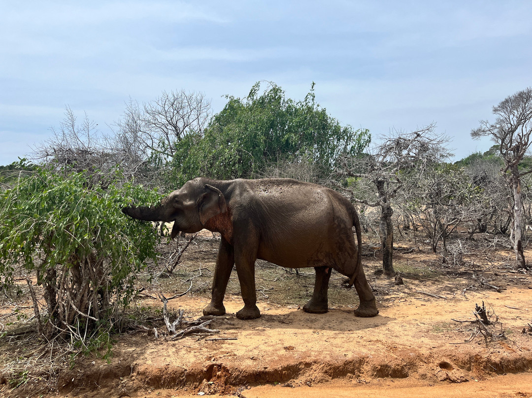 Ceylon Safari Tours-蒂瑟默哈拉默必去景点