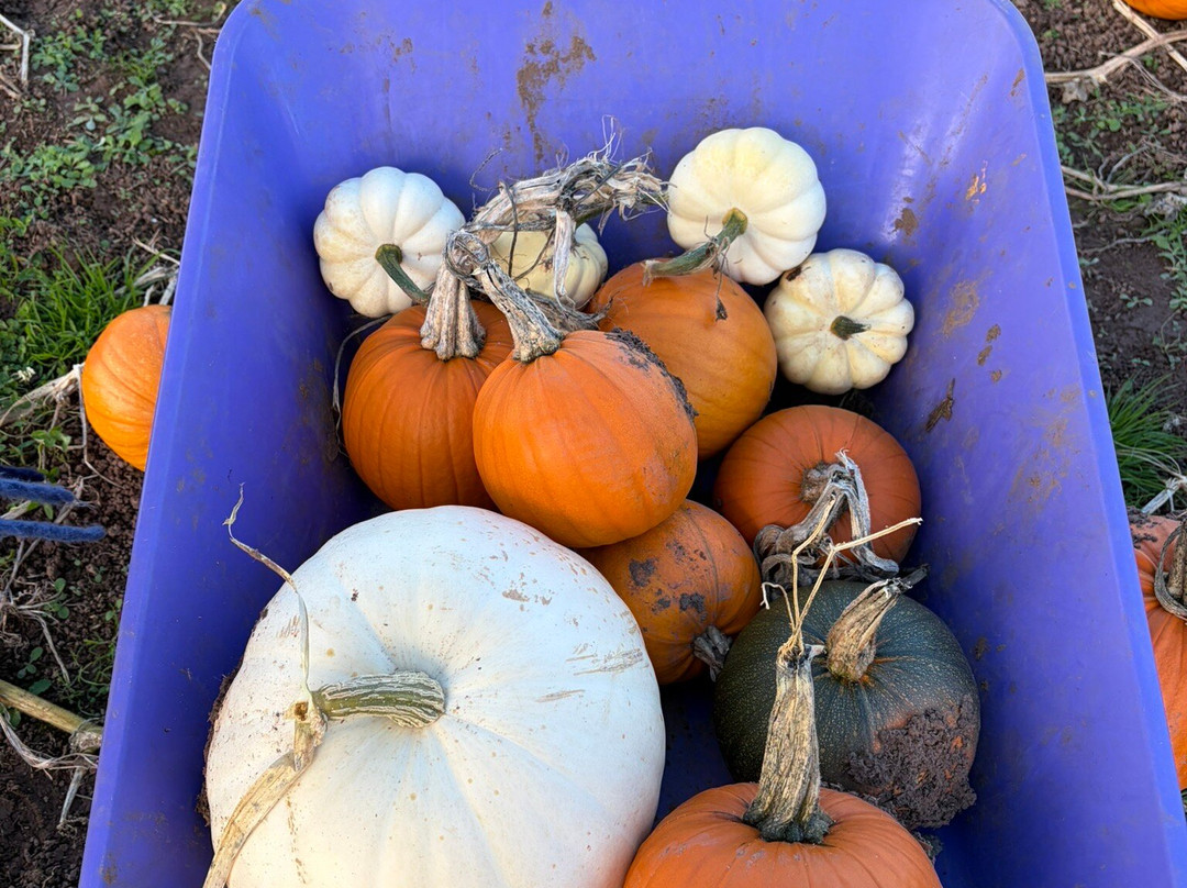 Tunstall Farm Park-Woodseaves必去景点