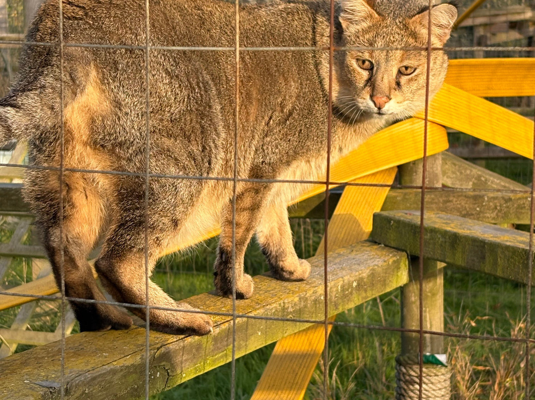 Ark Wildlife Park & Exotic Animal Sanctuary-Stickney必去景点