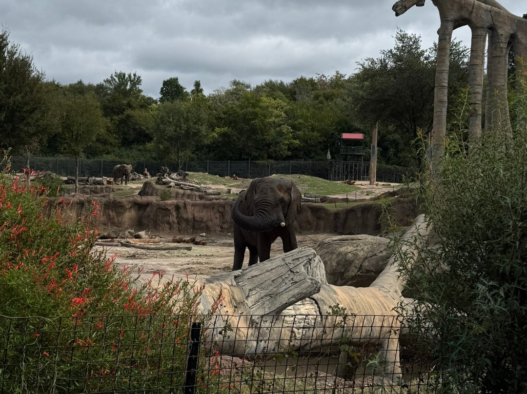 达拉斯动物园-达拉斯必去景点