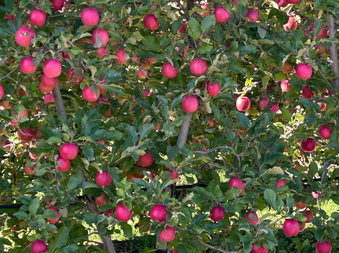 Piris Jagdhof - Dolce Vita Experience主图