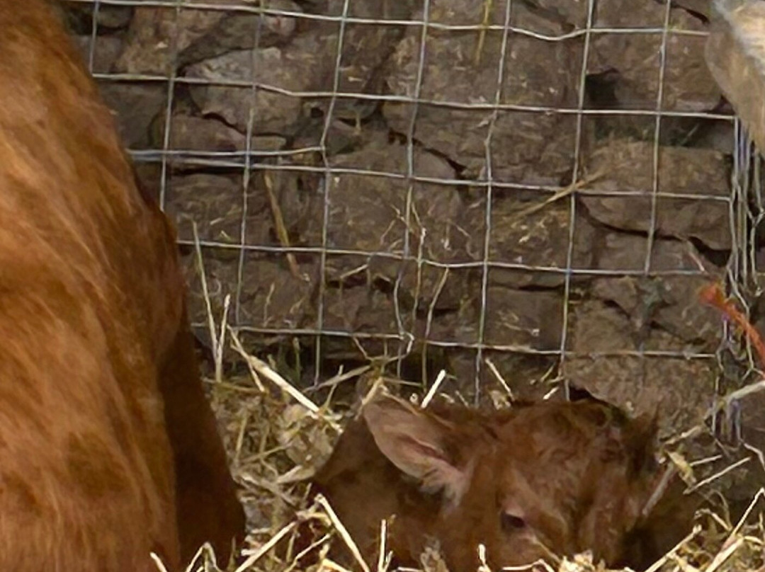 Greenmeadow Community Farm-Cwmbran必去景点