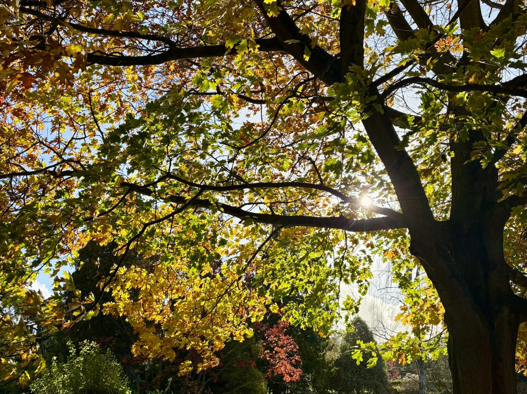 Mount Ephraim Gardens-Hernhill必去景点