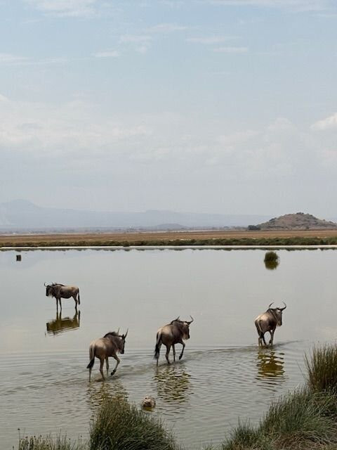 Leopard Orchid Safaris-内罗毕必去景点