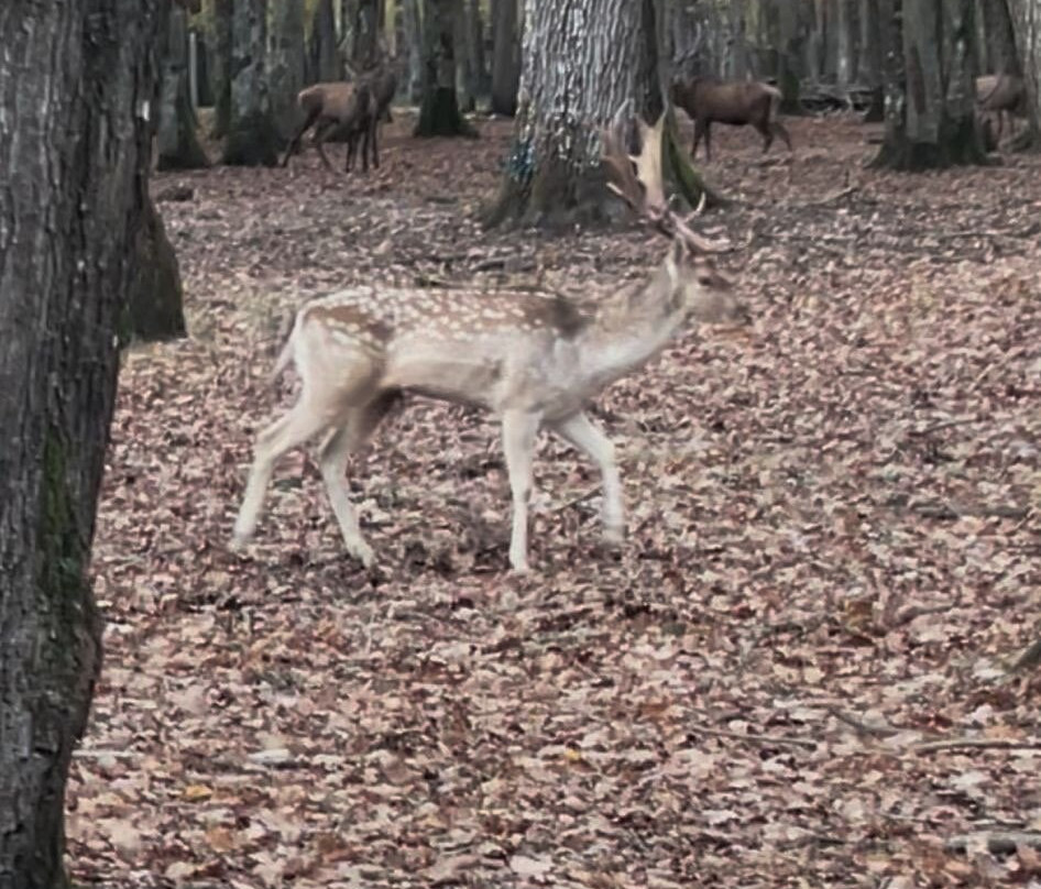 Espace Rambouillet-Rambouillet必去景点