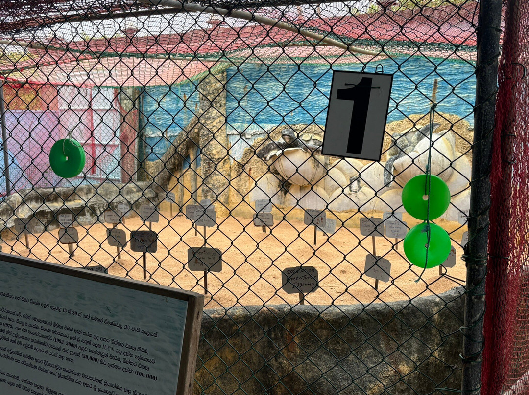 Ahungalla Sea Turtles Conservation And Research Center-亚洪加拉必去景点