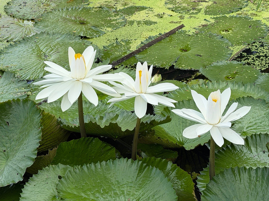 Guyana National Park-乔治城必去景点