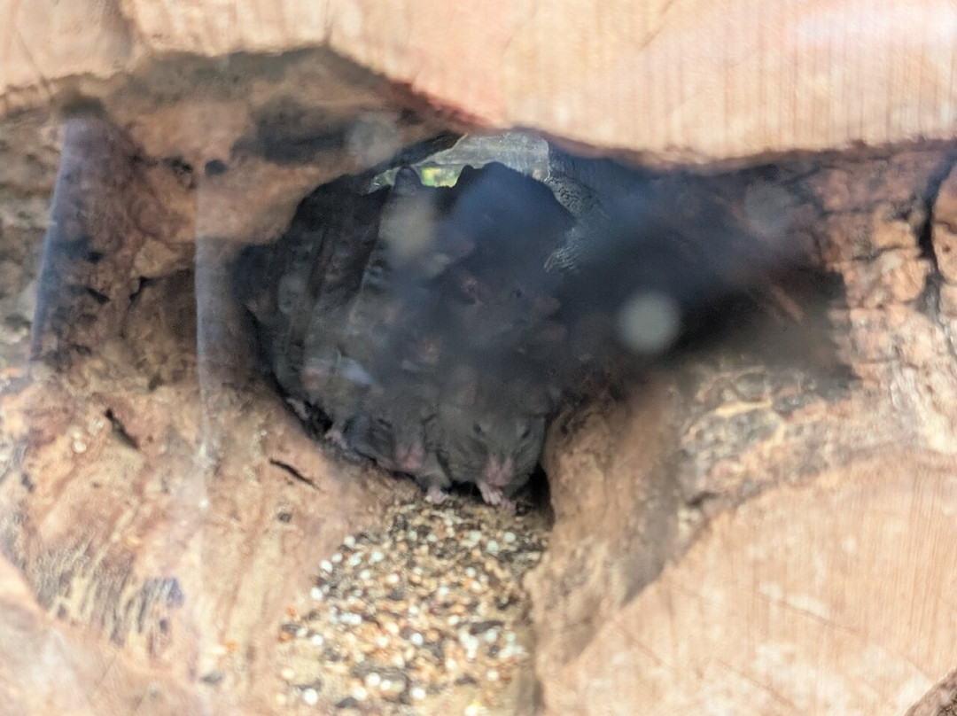 Tiergarten Eisenberg-Eisenberg必去景点