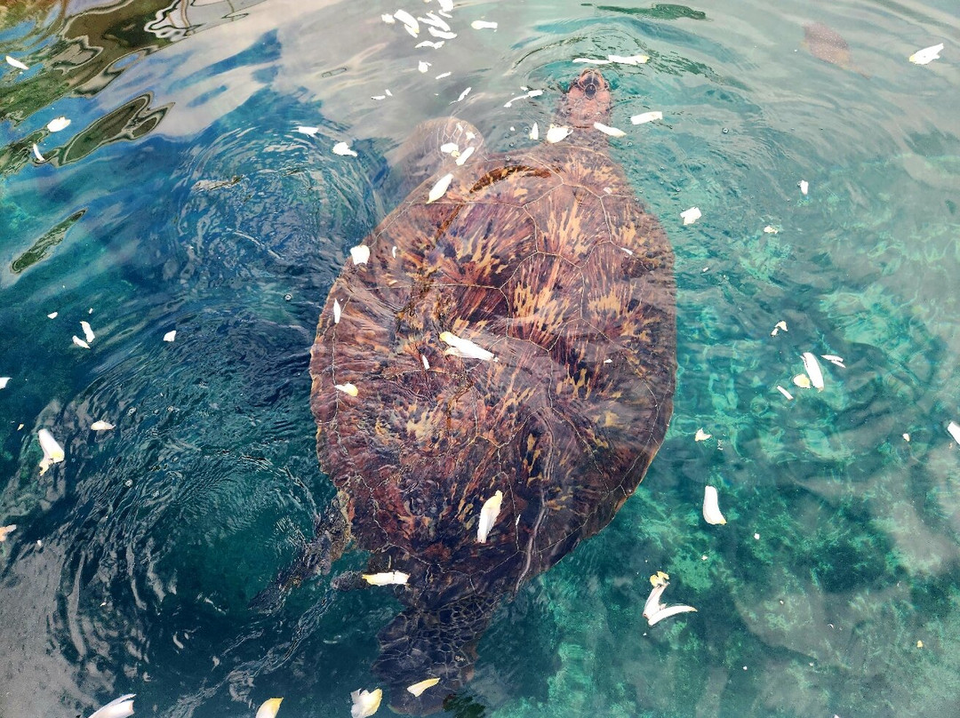 Kélonia-圣亮必去景点