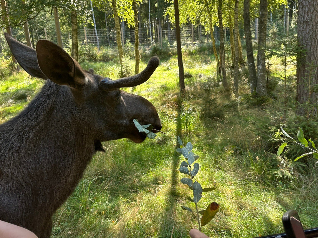 Smålandet Markaryds Älgsafari-Markaryd必去景点