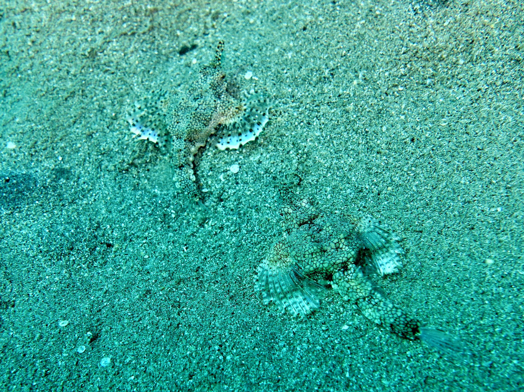 ORCA Dive Club Coral Garden