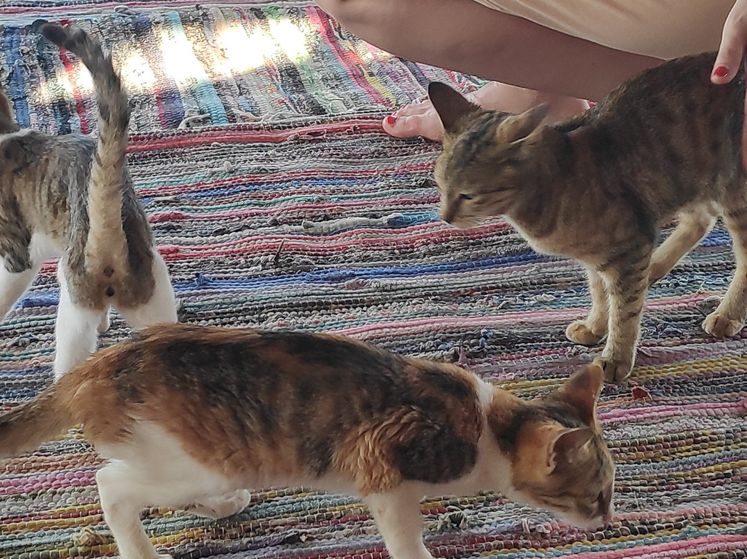 El Qulan Mangrove Forest-马萨阿拉姆必去景点