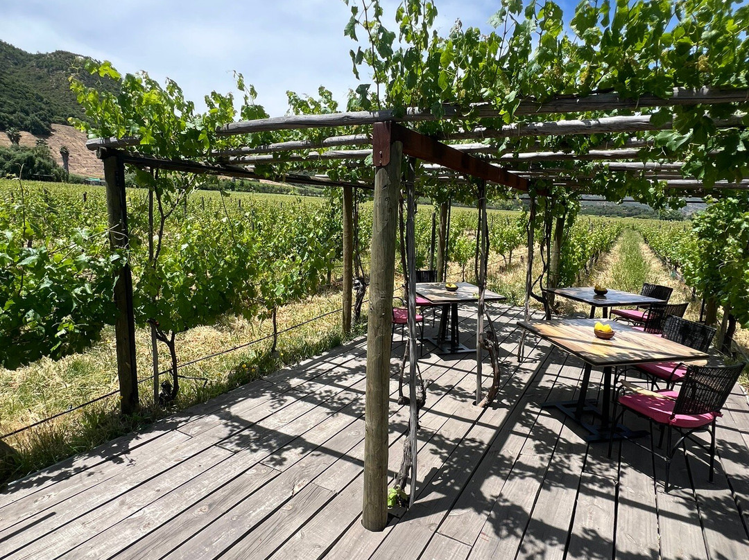 Colchagua Wine Tours-圣克鲁斯必去景点