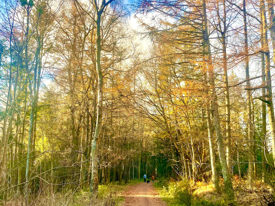 Templeton Woods-敦提必去景点