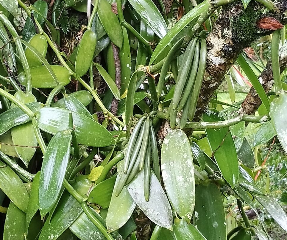 Kaz À Vanille-La Trinite必去景点