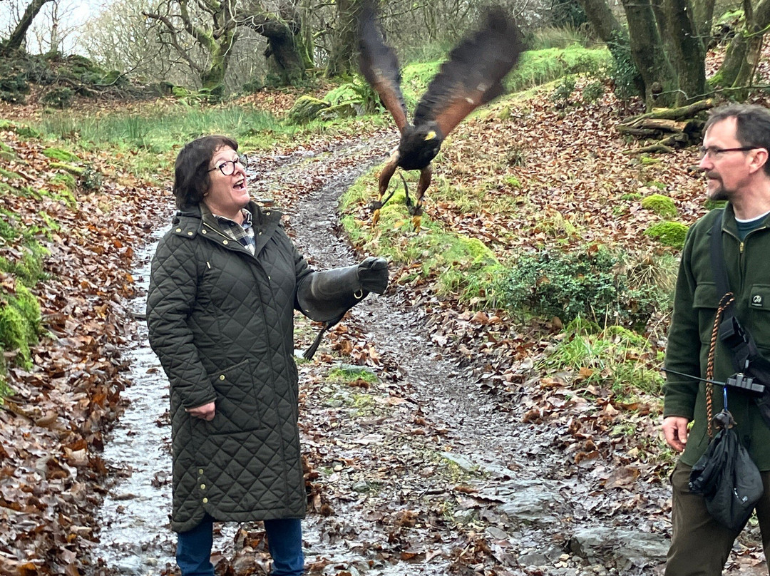Lake District Falconry