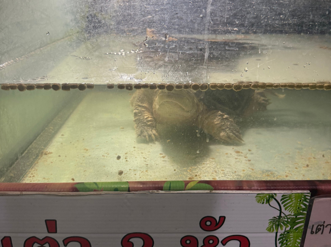 Monster Aquarium-芭堤雅必去景点