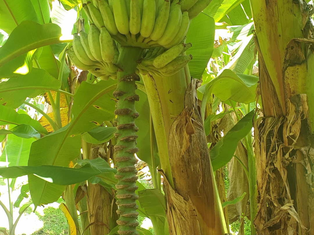 Banana Museum (Le Musee de la Banane)-马提尼克必去景点