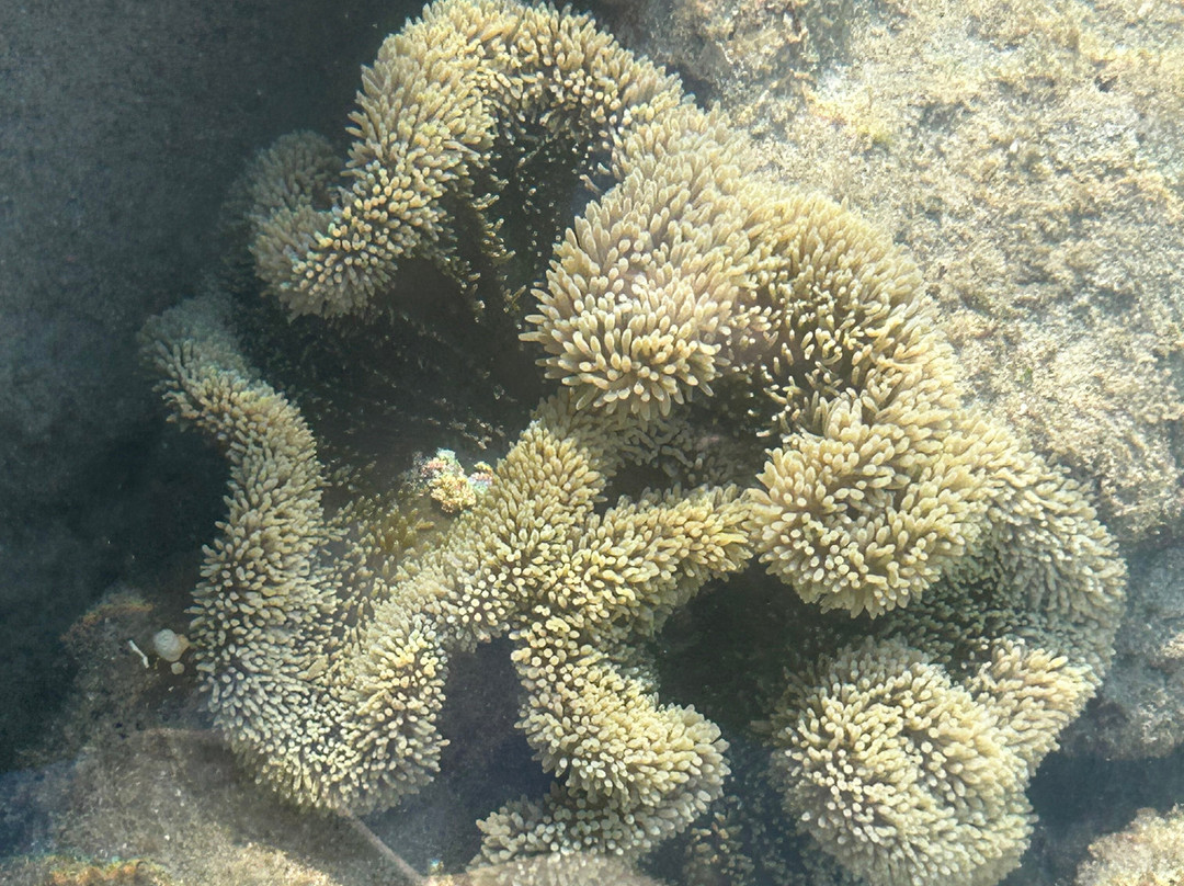 Tilar Siro Andamans, CGH Earth主图