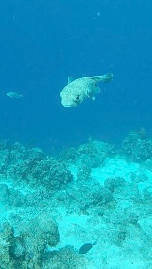 The Diveshop Curacao-威廉斯塔德必去景点