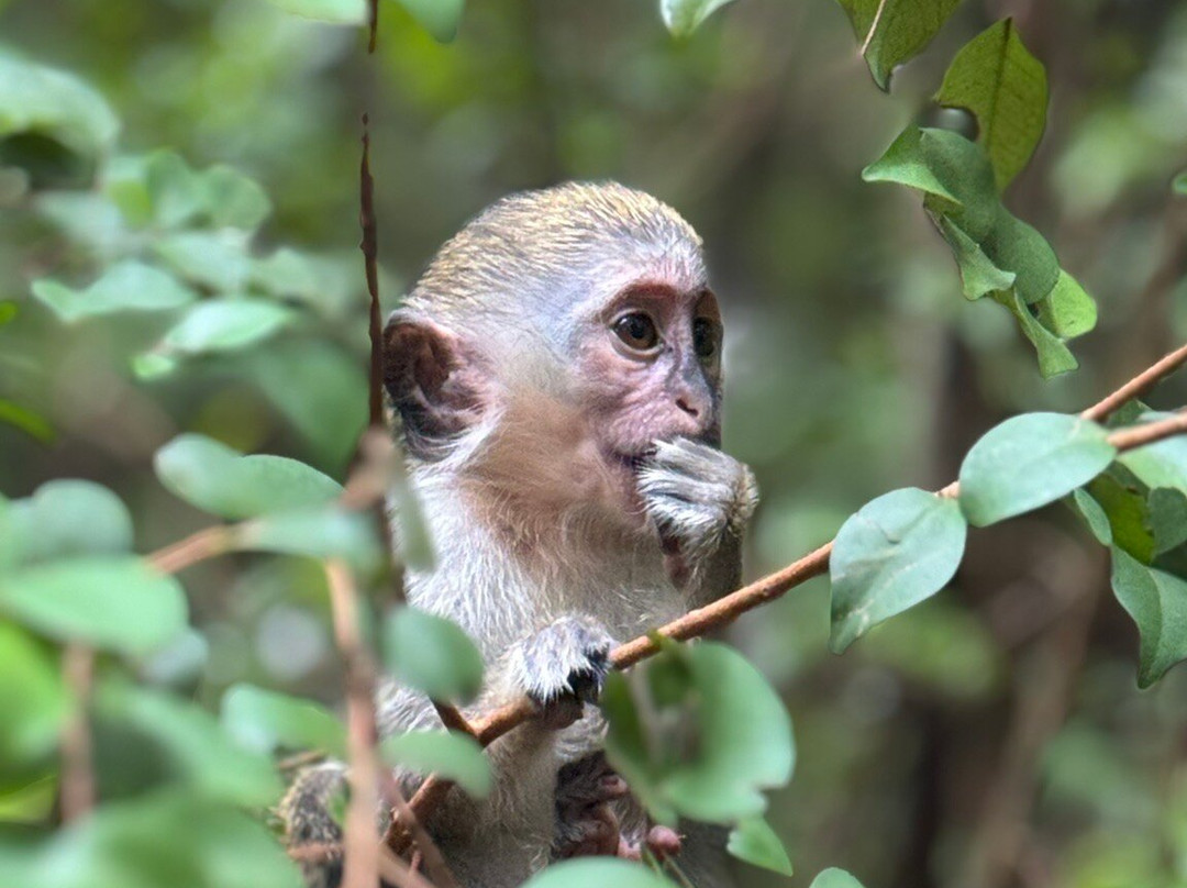 Barbados Wildlife Reserve-Saint Peter Parish必去景点