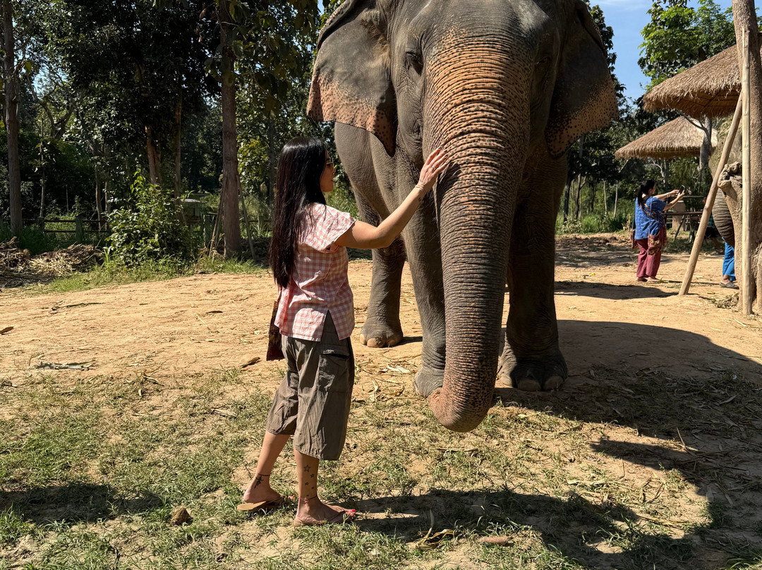 Maerim Elephant Sanctuary-夜林必去景点
