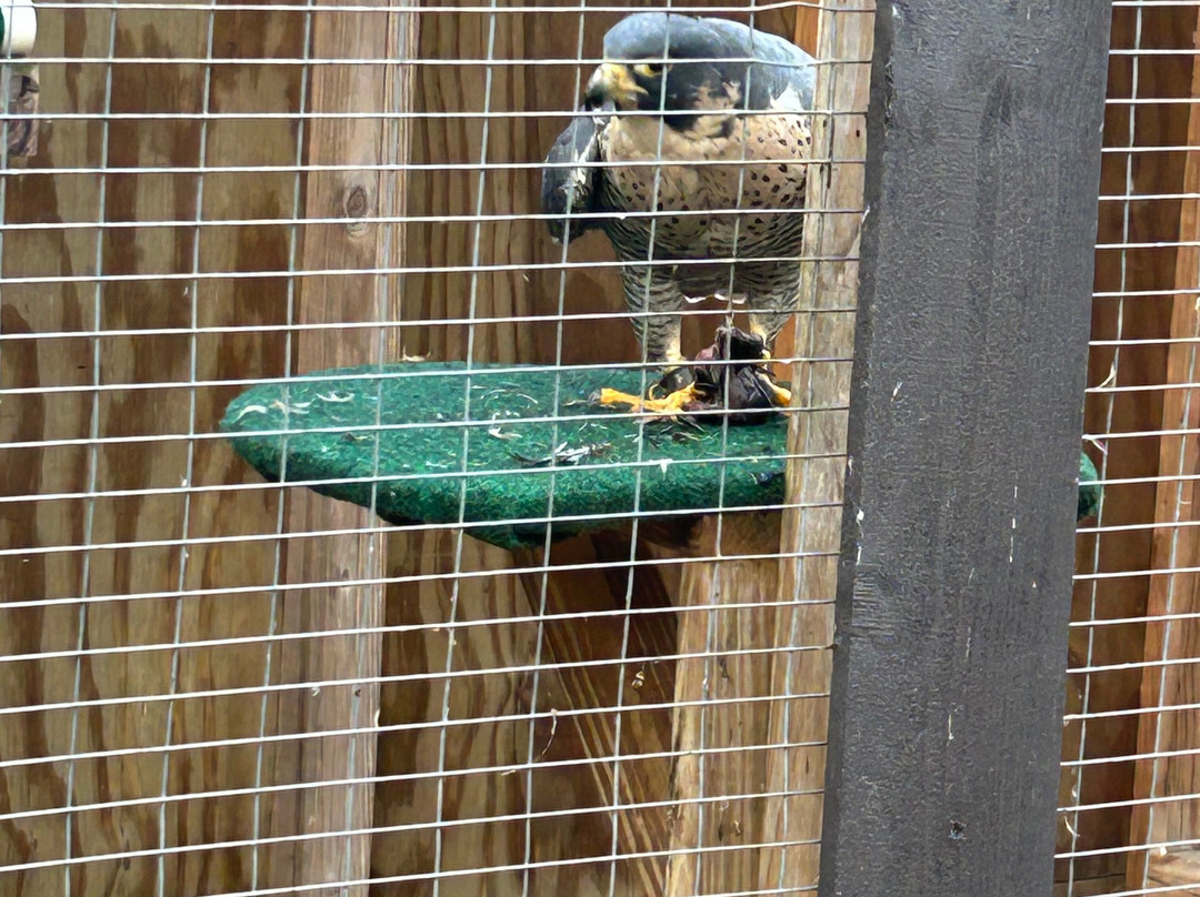 Raptor Hill Falconry-Stanley必去景点