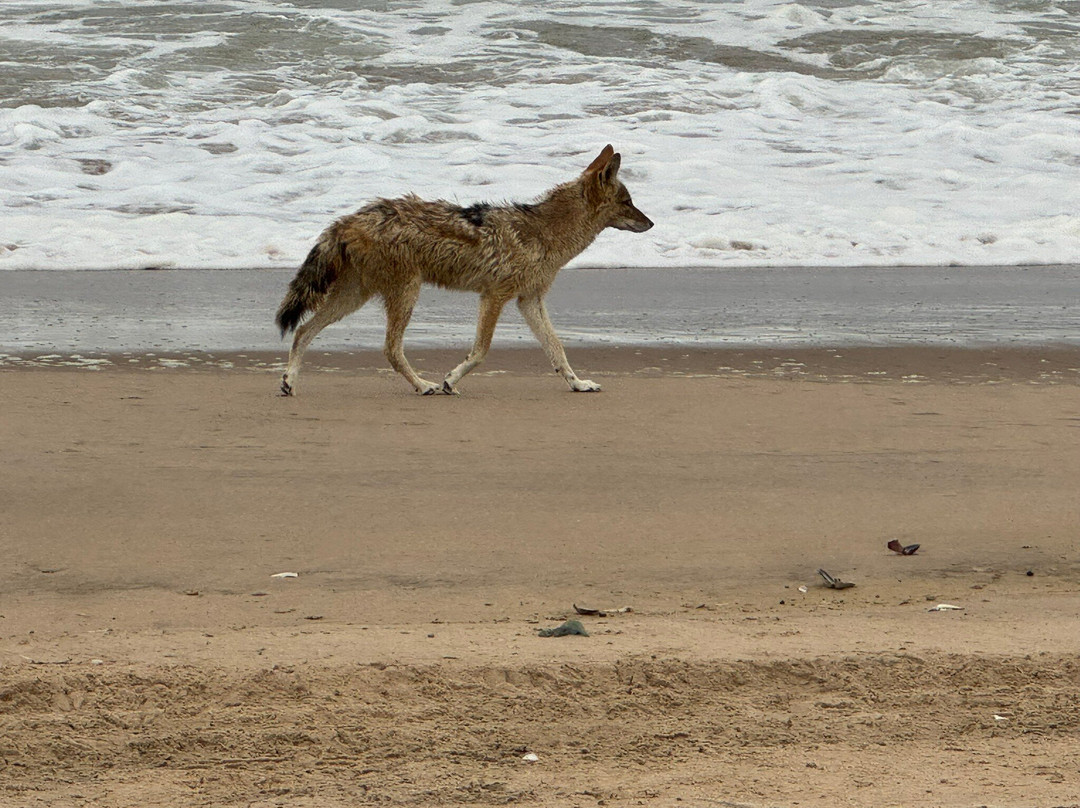 Desert Dunes & Dust Tours-斯瓦科普蒙德必去景点