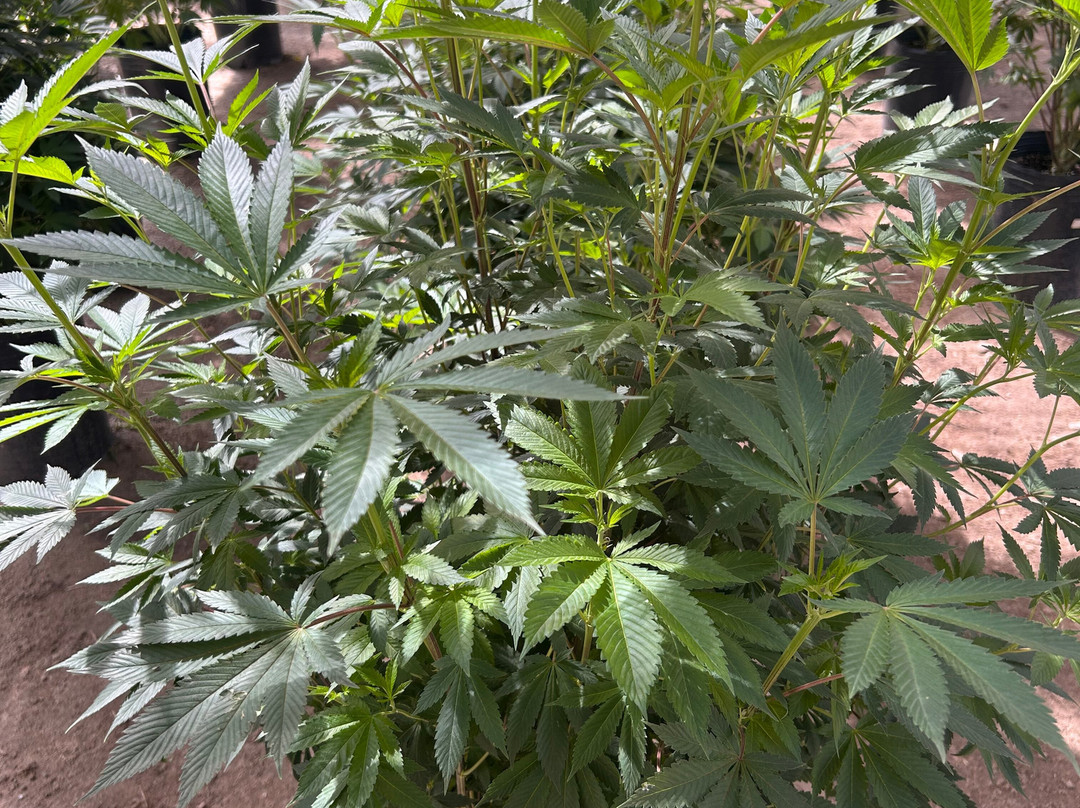 Los Cauces Reserva Cannábica